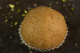 Atta Ladoo 250gm