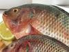 Half a Kilo Of Tilapia