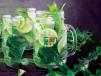 Lemon Mazbooth Mojito