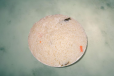 Ghee rice