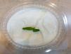 Medium Garlic Cream Plate
