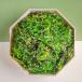 Seaweed Salad (V)