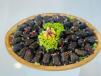 Half Size Vine Leaves With Olives 40 Pcs