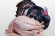 Slaughtered Turkey 2.5 Kilo