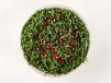 Pomegranate Quinoa Salad