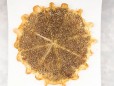 Zaatar