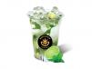 Lemon Mint Mojito