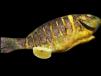 Grilled Talapia Fish