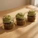 Pistachio Cupcake