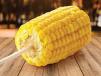 Sweet Corn