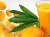 Mango Juice