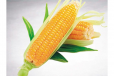 Corn (1)