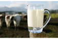 Fresh Milk