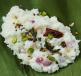 Curd Rice