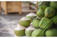 Tender Coconut