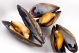 Mussels