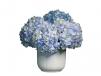 Hydrangea Arrangement