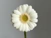 White Gerbera Flower Single Stem