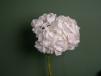 Single Hydrangea White
