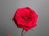 Single Red Rose Ecuador