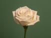 Single white Rose Ecuador