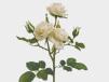 White Spray Rose