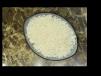 Steam Rice