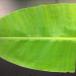 Banana Leaf