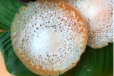 APPAM
