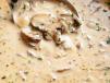 Mushroom Soup