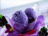 Ice Cream Scoop  blackcurrent or kulfi or Tender , butterscotch, pista (select)