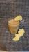 Ginger Tea Small