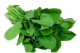 Arugula Leaves