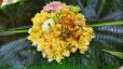 Chicken Pothi Biriyani
