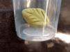 Wasabi