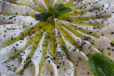 Labneh Plate