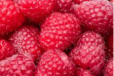 Roob Raspberry