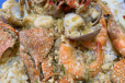 Salted Egg Flavored Seafood Feast