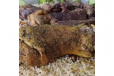 Mutton Tahami