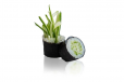 Cucumber Maki Rolls