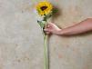 Sunflower Stem 1 Pc