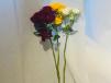 Baby Rose 1pc