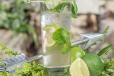 Lemon Mojito Mint