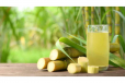 sugar cane