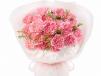 Carnations Pink Blooms 02
