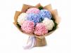 Hydrangea Blooms 05