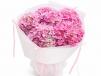 Pink Cloud Hydrangeas