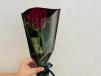 Red Rose