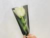 White Rose
