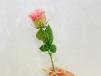 Pink Rose
